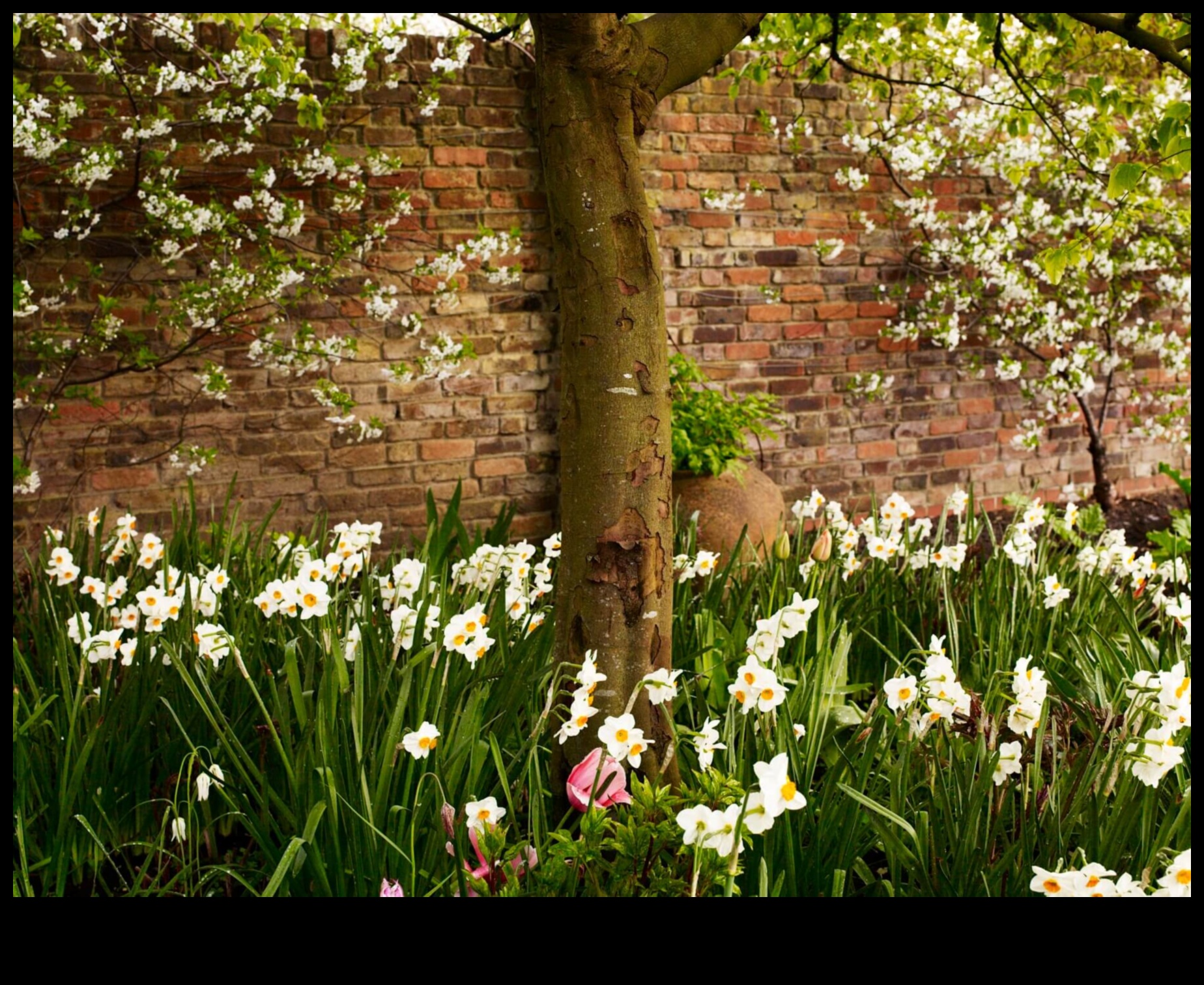 Perfecțiunea pepinierului floral înflorește și înflorește pentru fiecare ocazie 3 Floare și înflorire: Perfecțiunea pepinierului floral